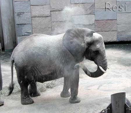 Elefant